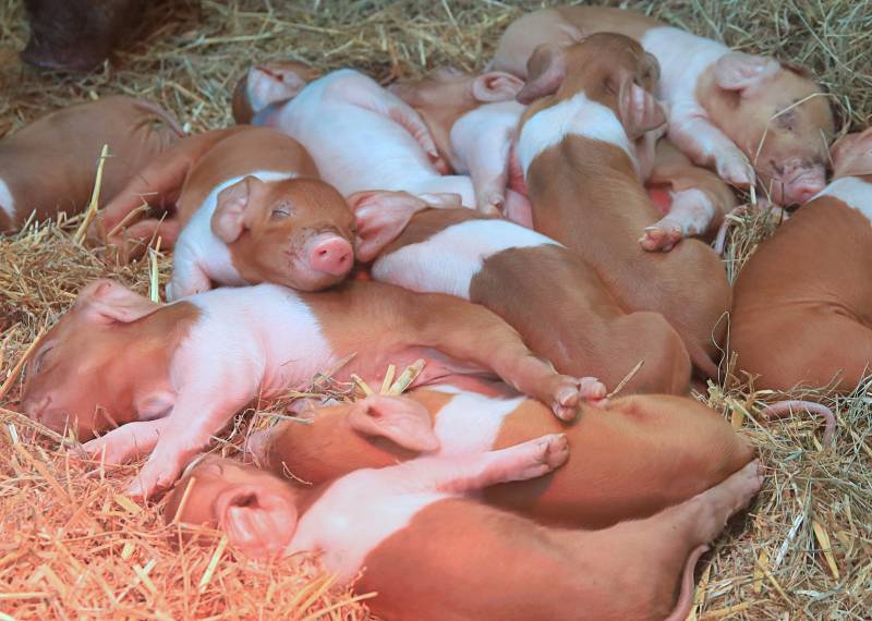 czerwono-biała świnia husumska